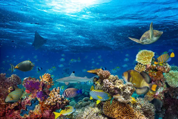 Open Water Diver Course – The Institution of Engineers, Sri Lanka