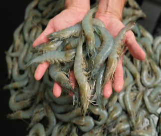 Introducing a New Standard Operating Procedure (SOP) for Shrimp Re-Exportation: Solutions for the Challenges of the Industry!