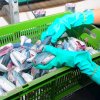 Observing the "Happy Cook" canned fish factory in Galle