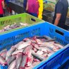 Observing the "Happy Cook" canned fish factory in Galle