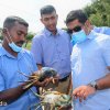 Current Minister - Observing of Illupaikadavi Crab Cultivation Farm in Mannar District